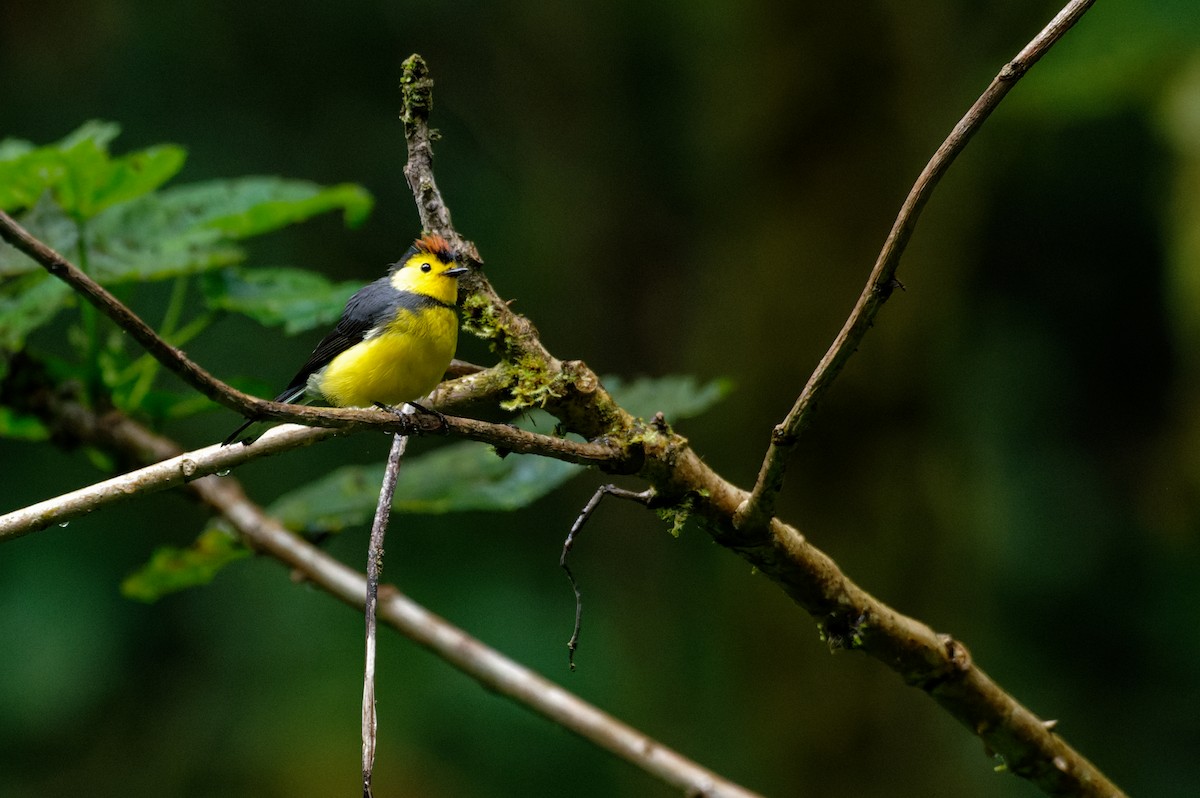 Collared Redstart - ML645996210