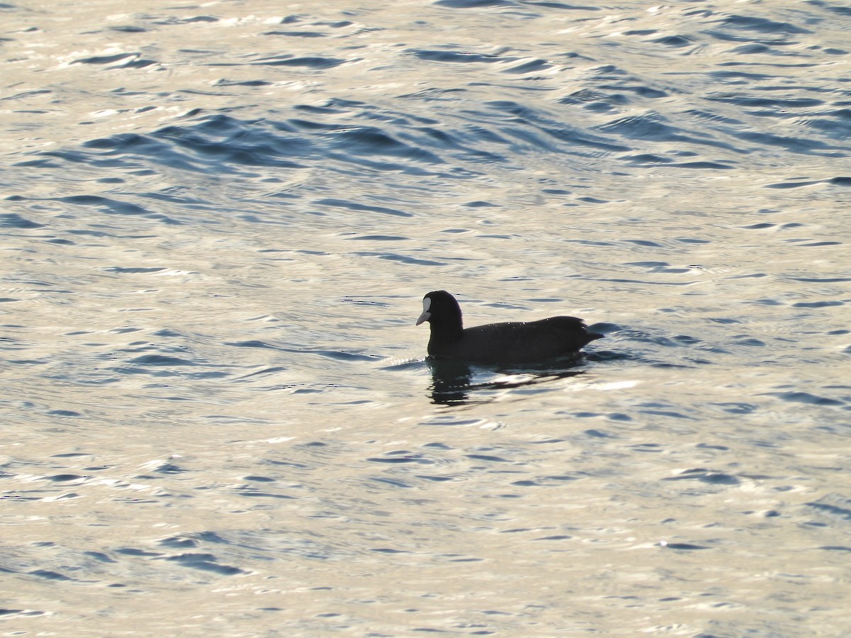 sothøne - ML645996217