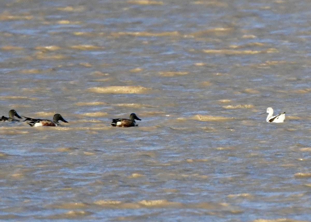 American Avocet - ML645996218