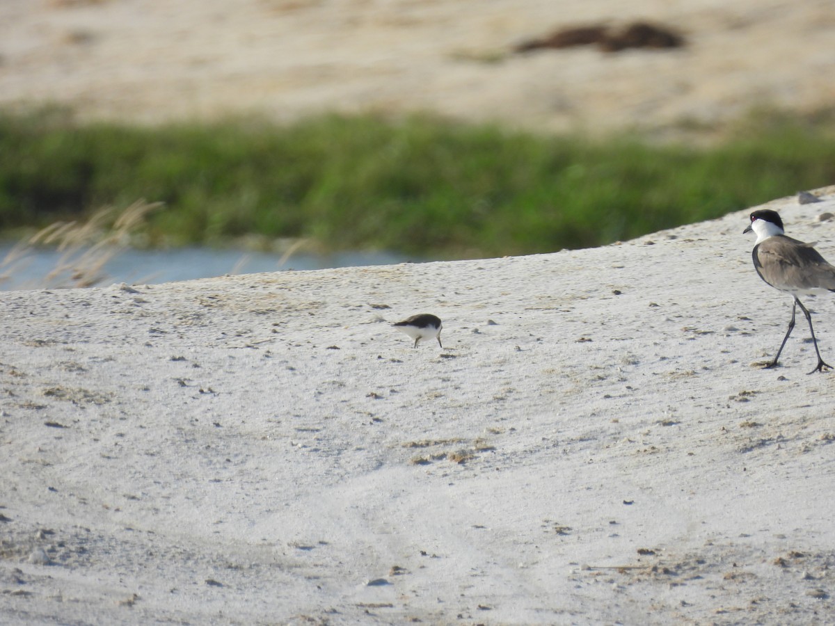 Vanneau à éperons - ML645996223