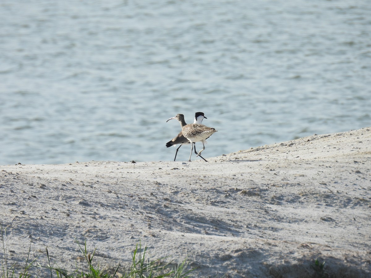 Vanneau à éperons - ML645996229