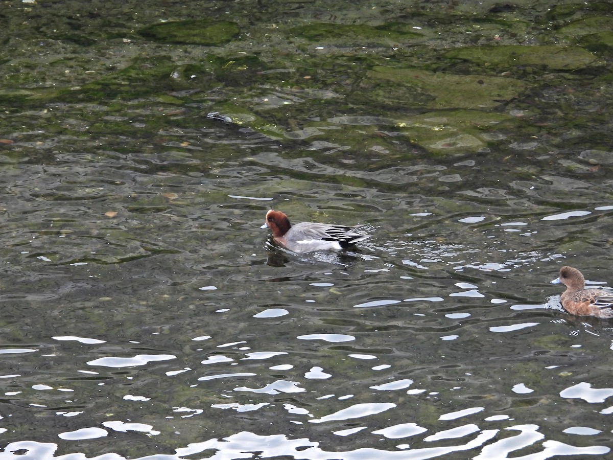 brunnakke - ML645996235