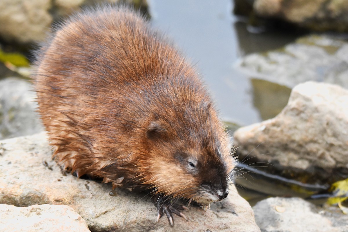 Muskrat - ML645996244