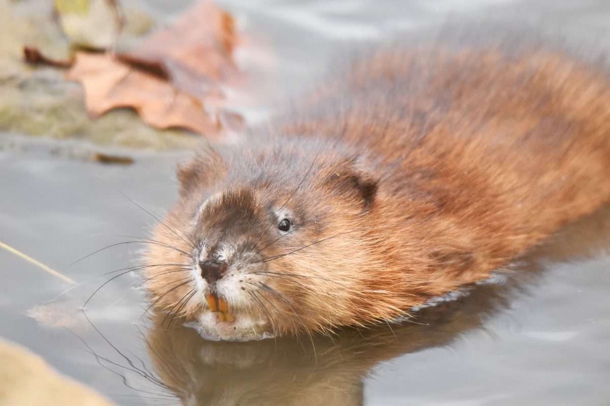 Muskrat - ML645996245