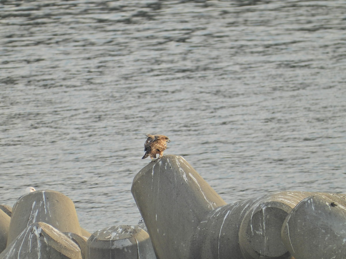 svartglente - ML645996246