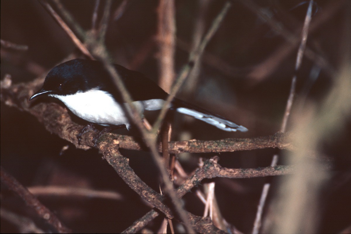 Kara Sırtlı Sibya - ML645996250