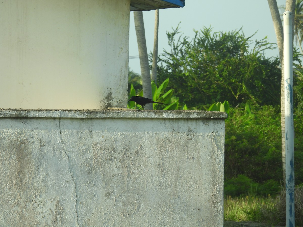 straka ostroocasá - ML645996255