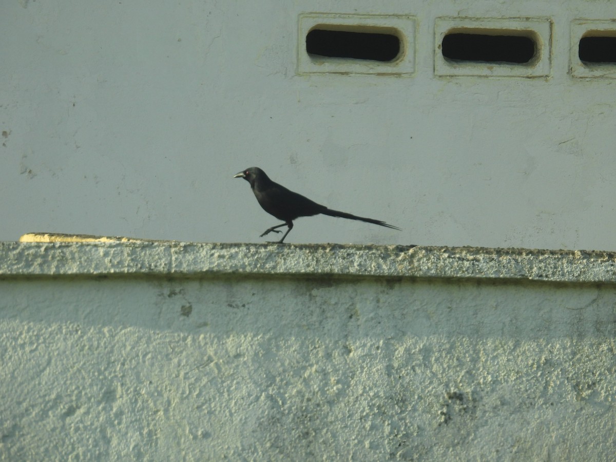 straka ostroocasá - ML645996256