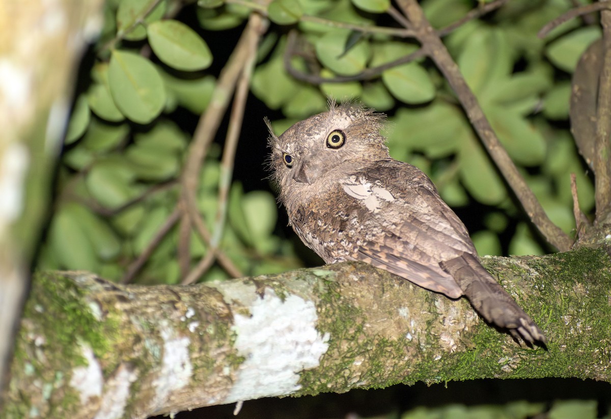 Podarge de Blyth - ML645996259