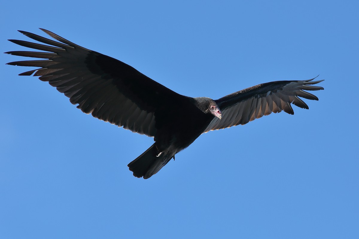 Turkey Vulture - ML645996263