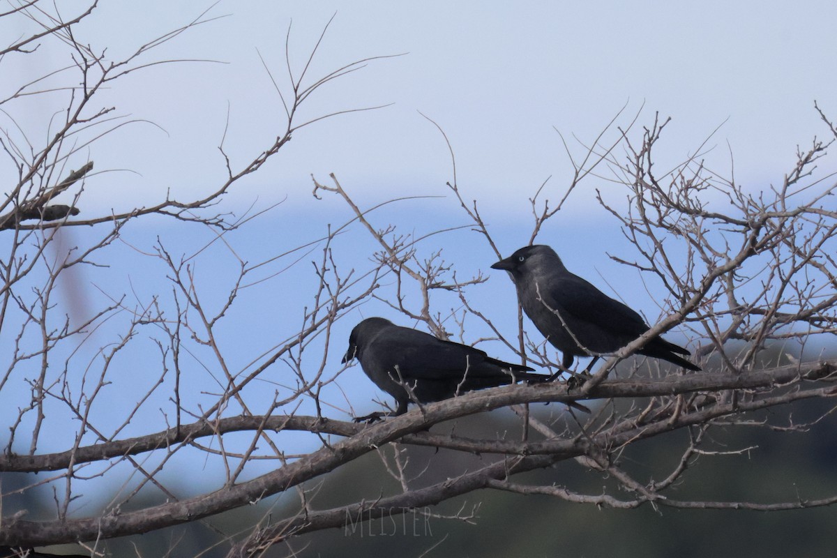 Eurasian Jackdaw - ML645996264