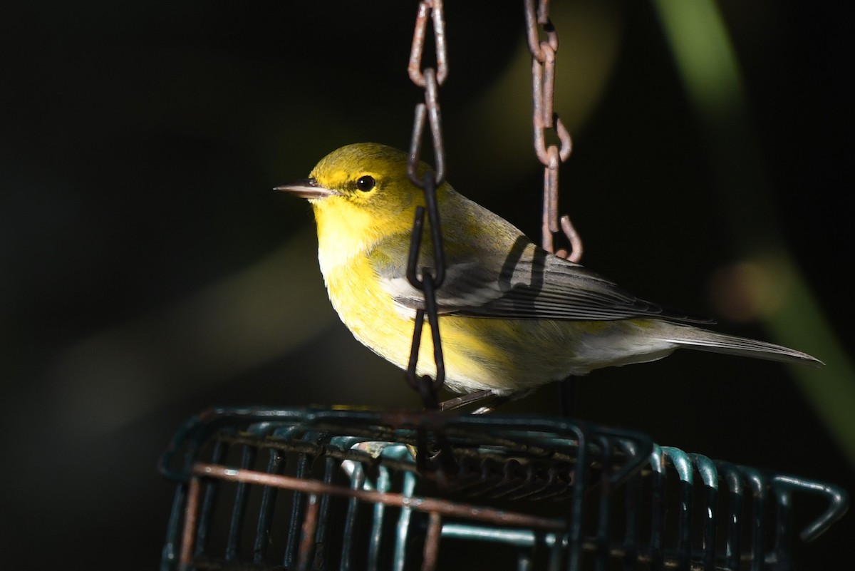 Pine Warbler - ML645996265