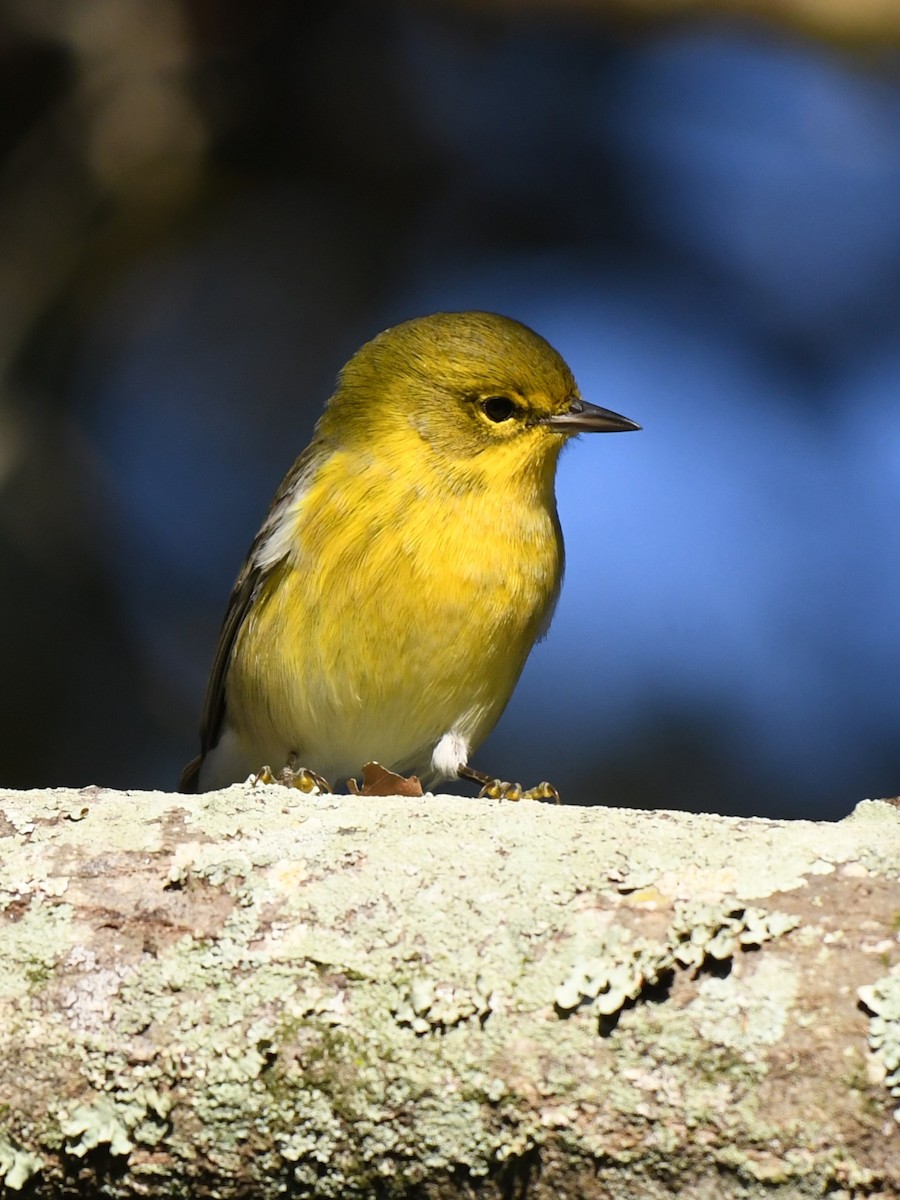 Pine Warbler - ML645996266