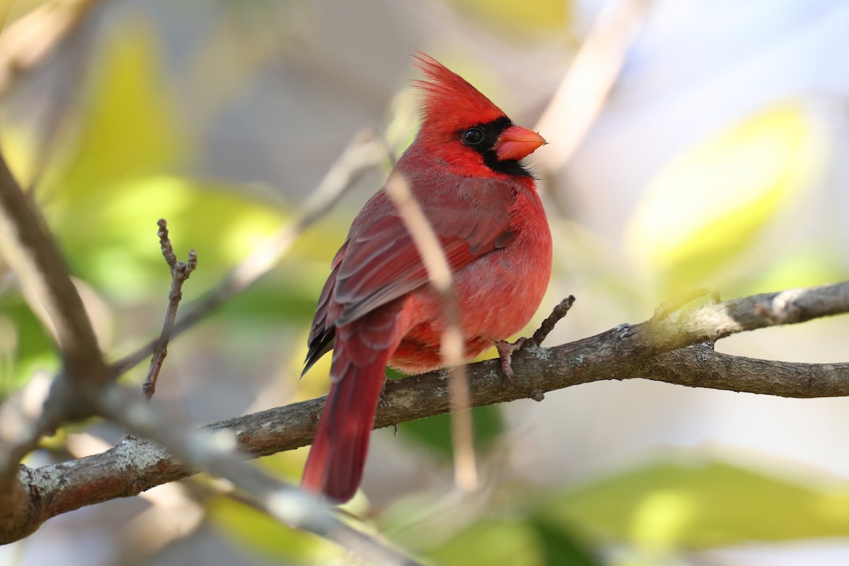 Красный кардинал - ML645996274