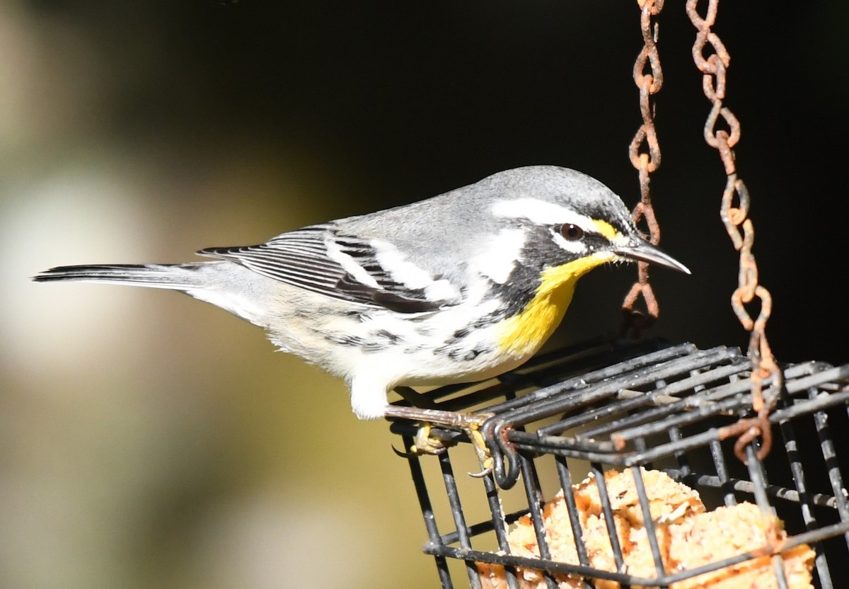 Yellow-throated Warbler - ML645996276
