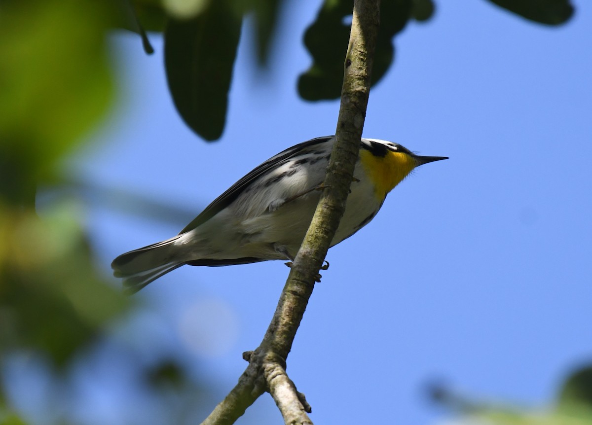 Yellow-throated Warbler - ML645996277