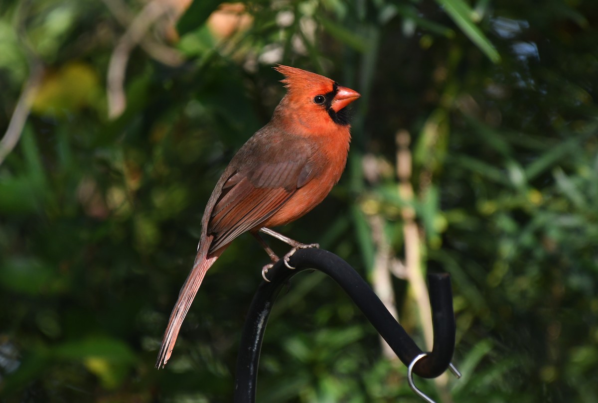 Красный кардинал - ML645996284