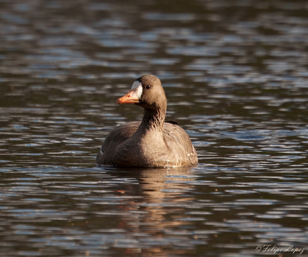 Greater White-fronted Goose - ML645996289