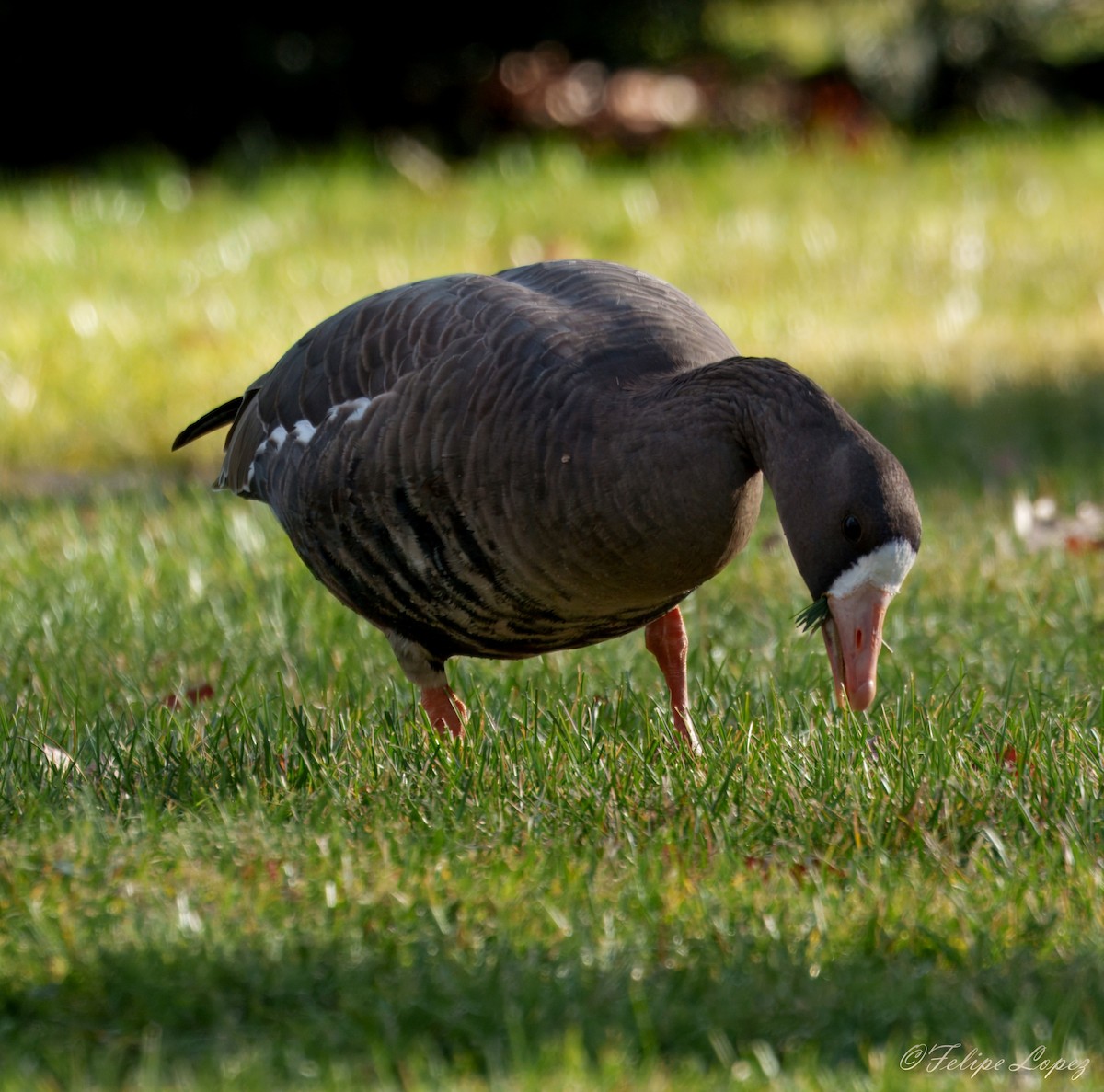 Greater White-fronted Goose - ML645996290