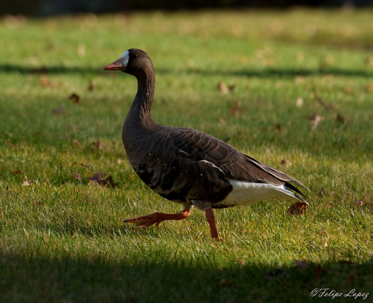 Greater White-fronted Goose - ML645996291