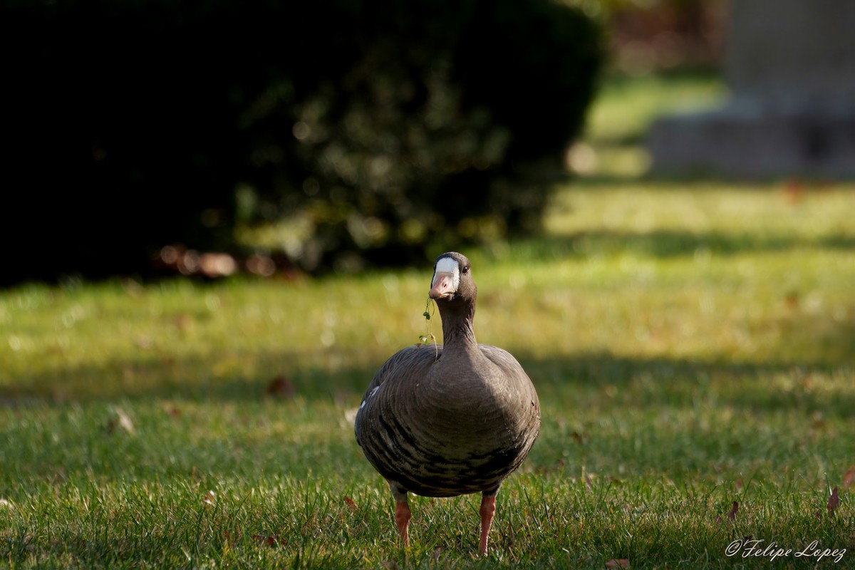 Greater White-fronted Goose - ML645996292