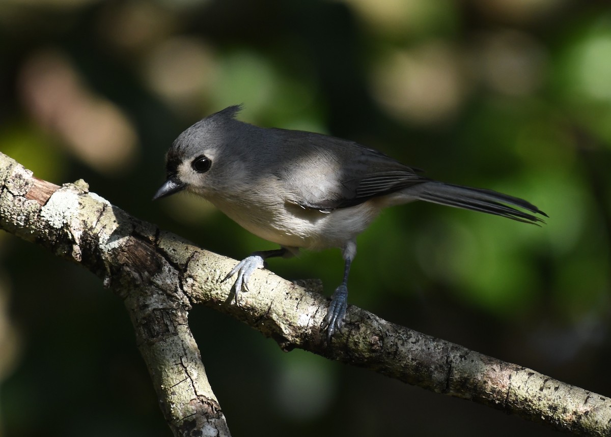 Tufted Titmouse - ML645996293