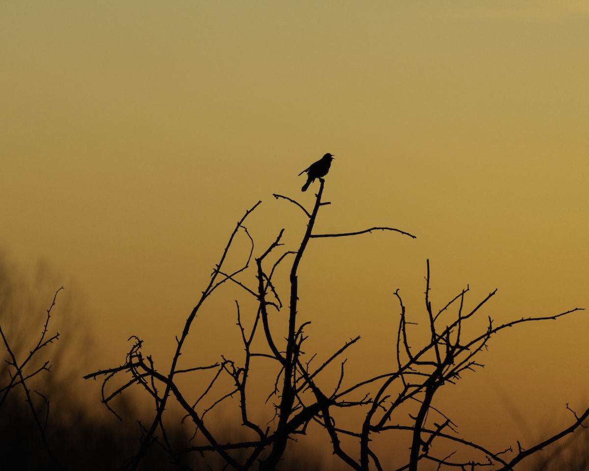 ハゴロモガラス - ML645996296