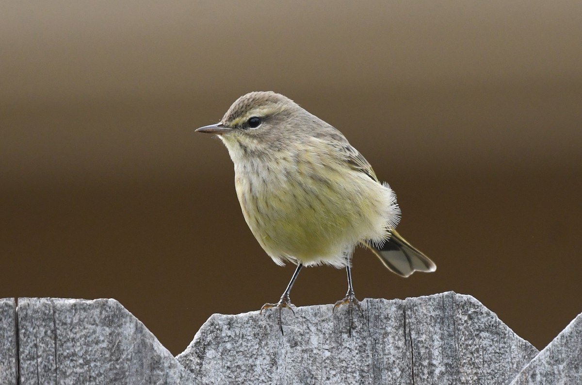Palm Warbler - ML645996298