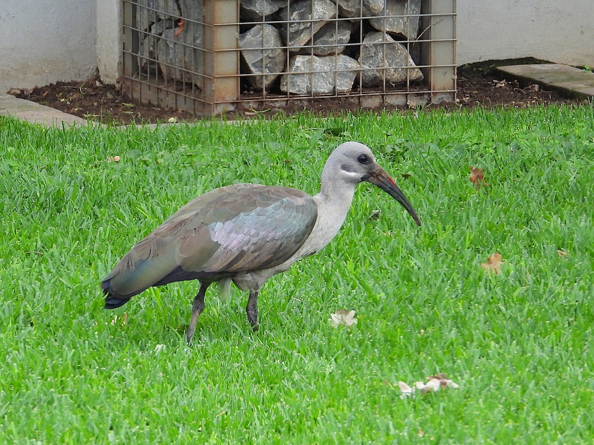 Hadada Ibis - ML645996307