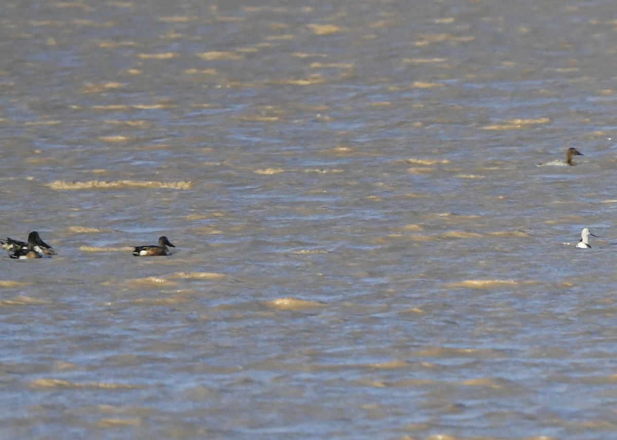 American Avocet - ML645996309