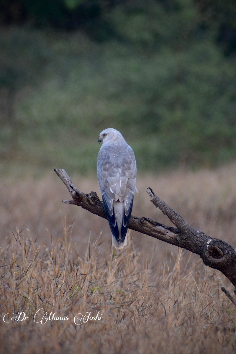 Pallid Harrier - ML645996312