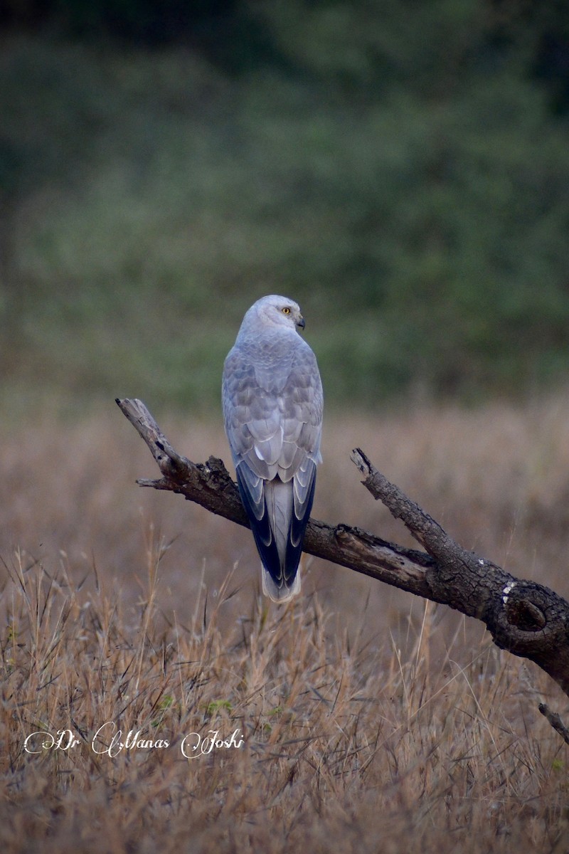 Pallid Harrier - ML645996313
