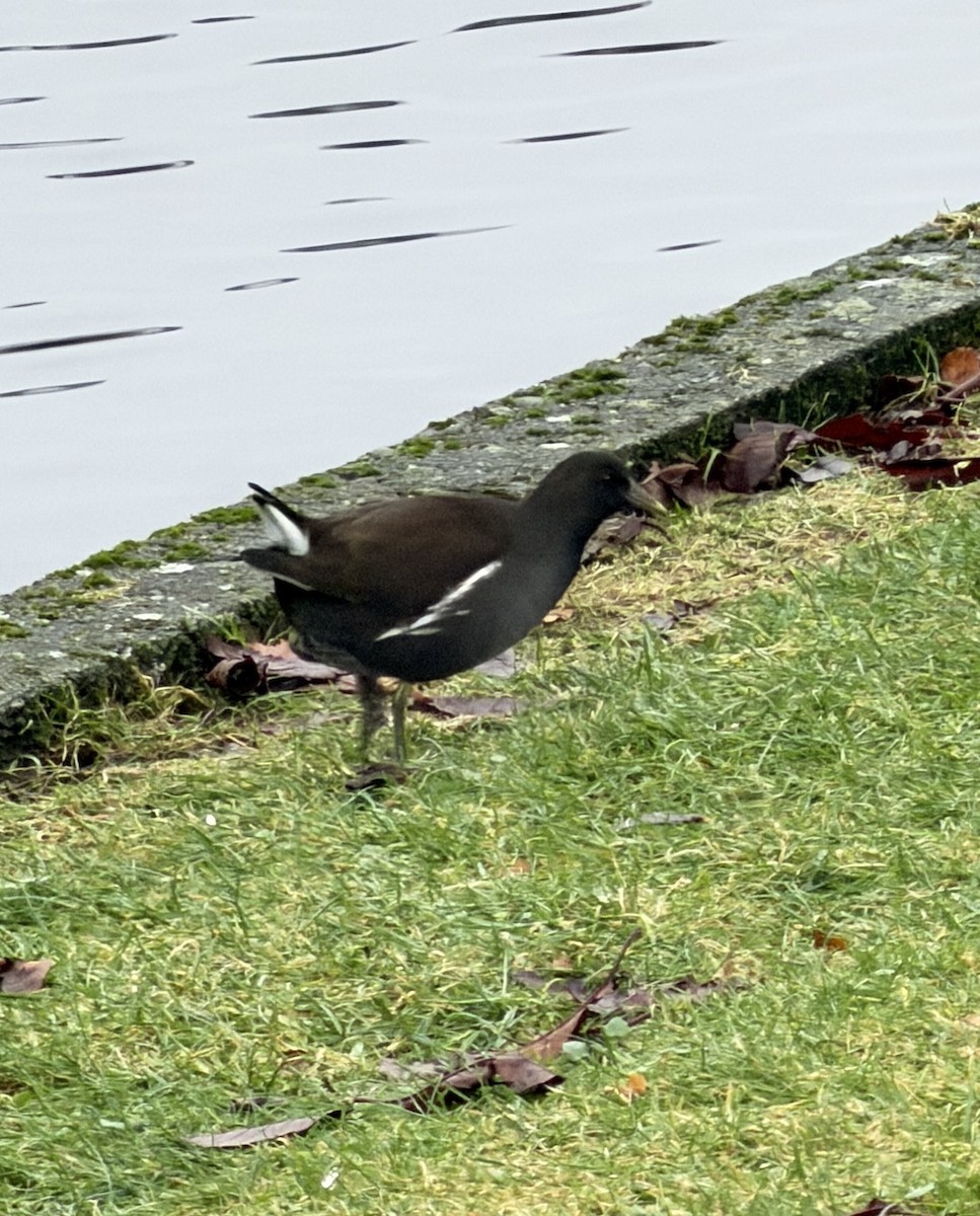 紅冠水雞 - ML645996315