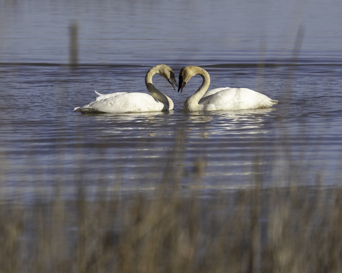 ナキハクチョウ - ML645996318