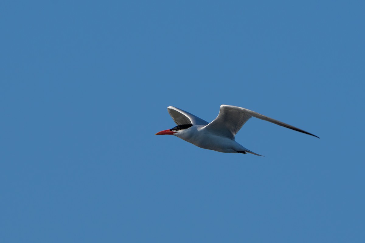 Caspian Tern - ML645996320