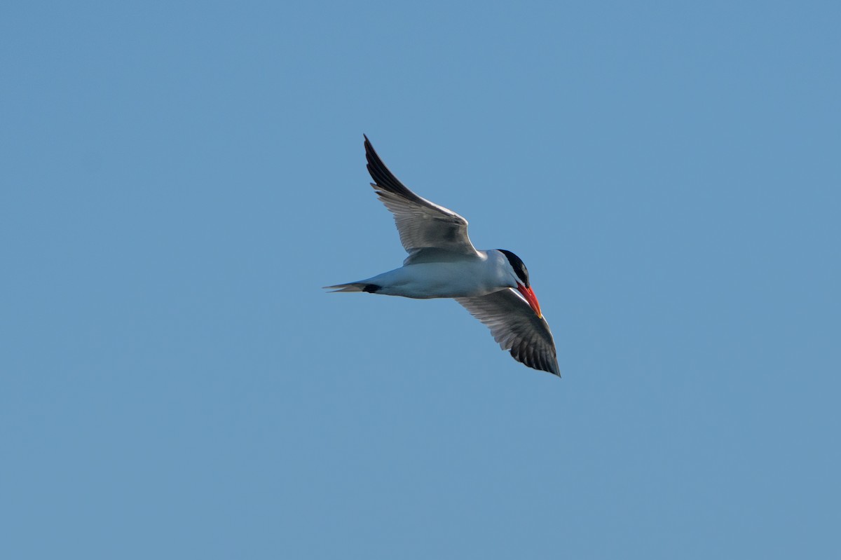 Caspian Tern - ML645996321