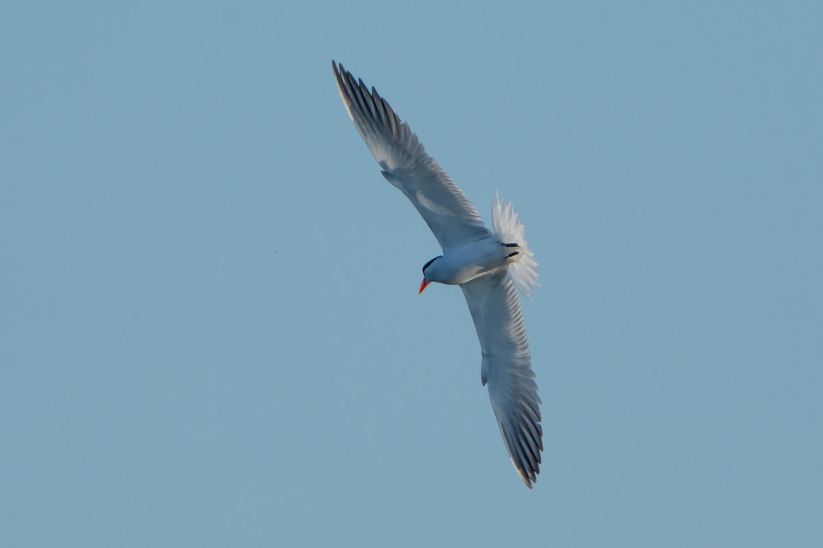 Caspian Tern - ML645996322