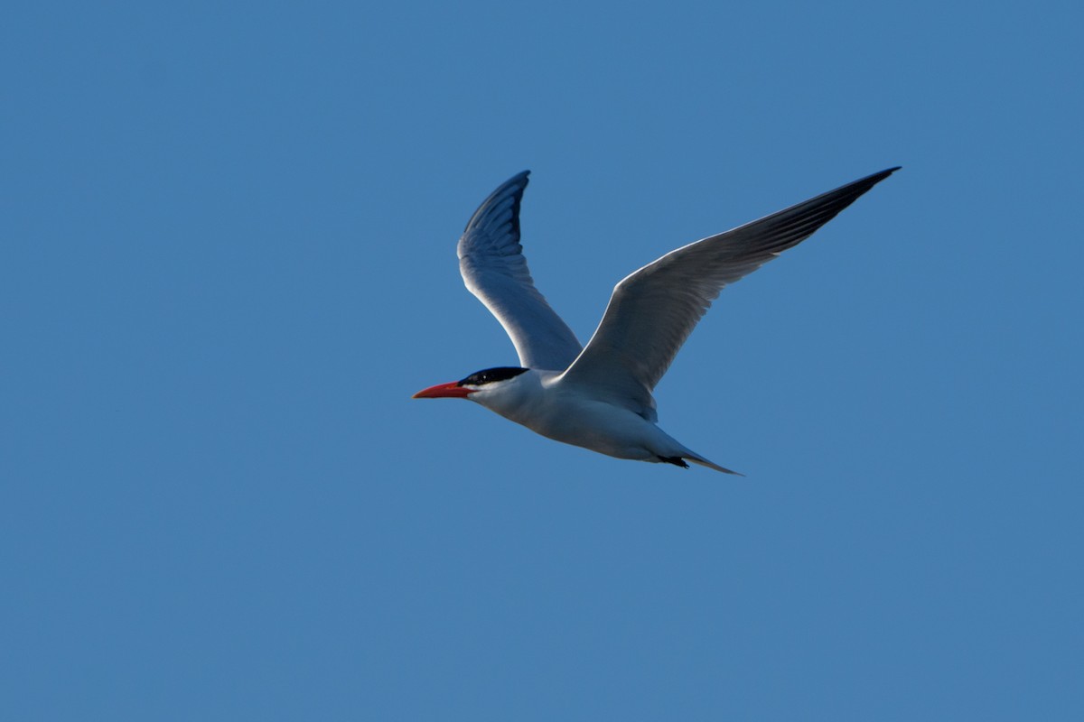 Caspian Tern - ML645996323