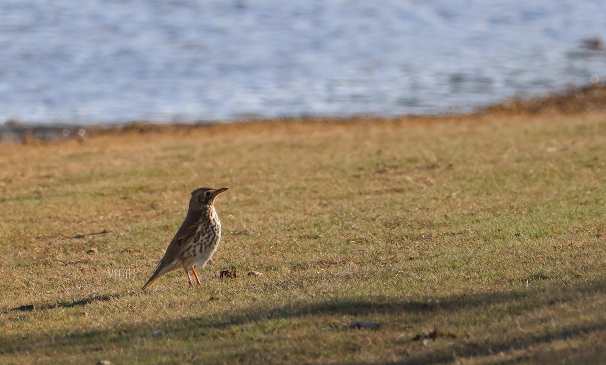 Song Thrush - ML645996325