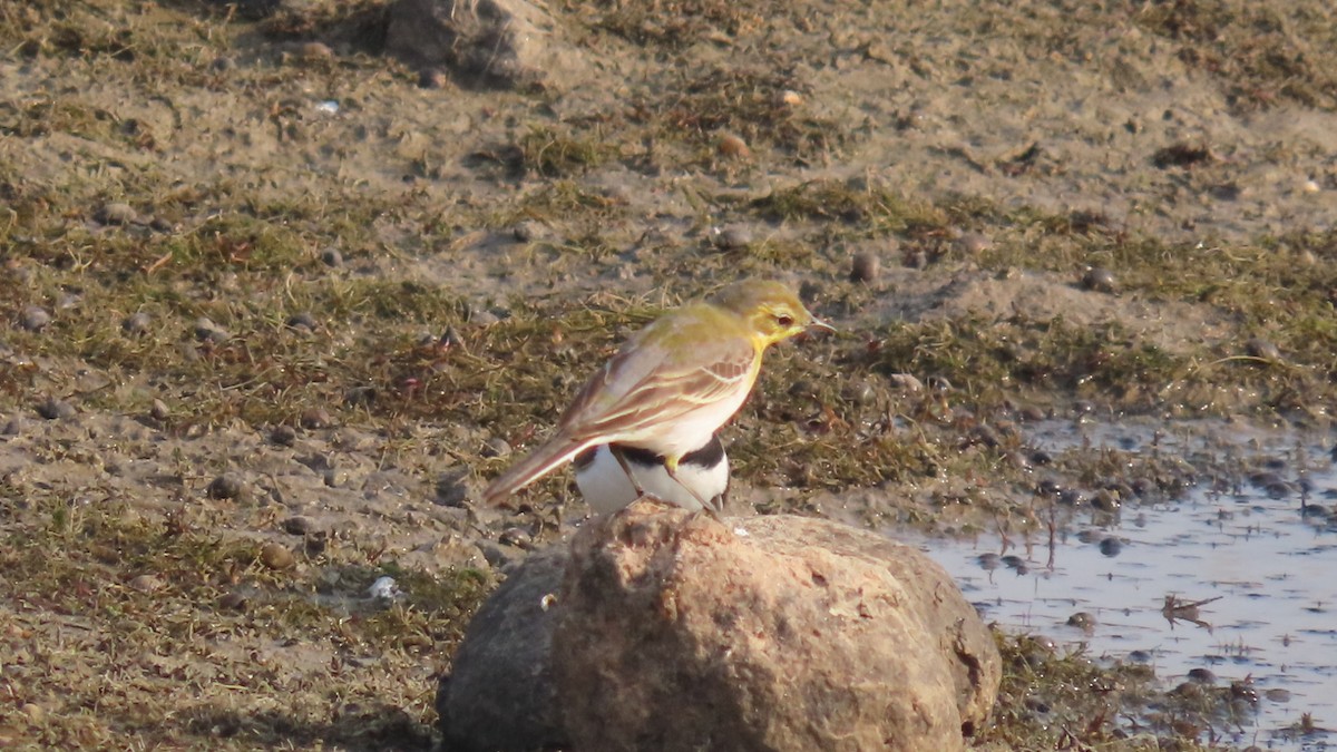 Citrine Wagtail - ML645996334