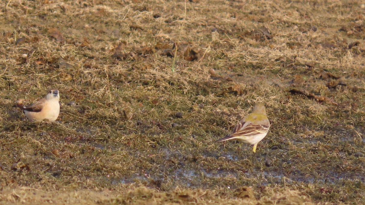 Citrine Wagtail - ML645996335