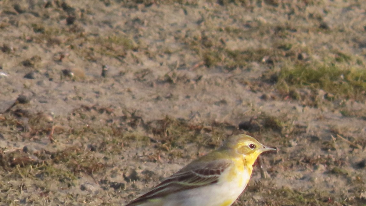 Citrine Wagtail - ML645996336