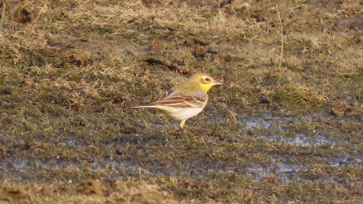 Citrine Wagtail - ML645996337