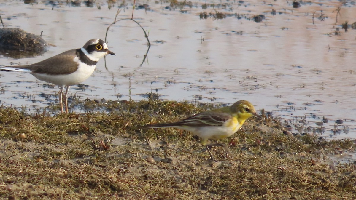 Citrine Wagtail - ML645996338