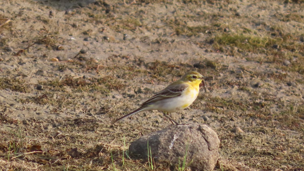 Citrine Wagtail - ML645996339