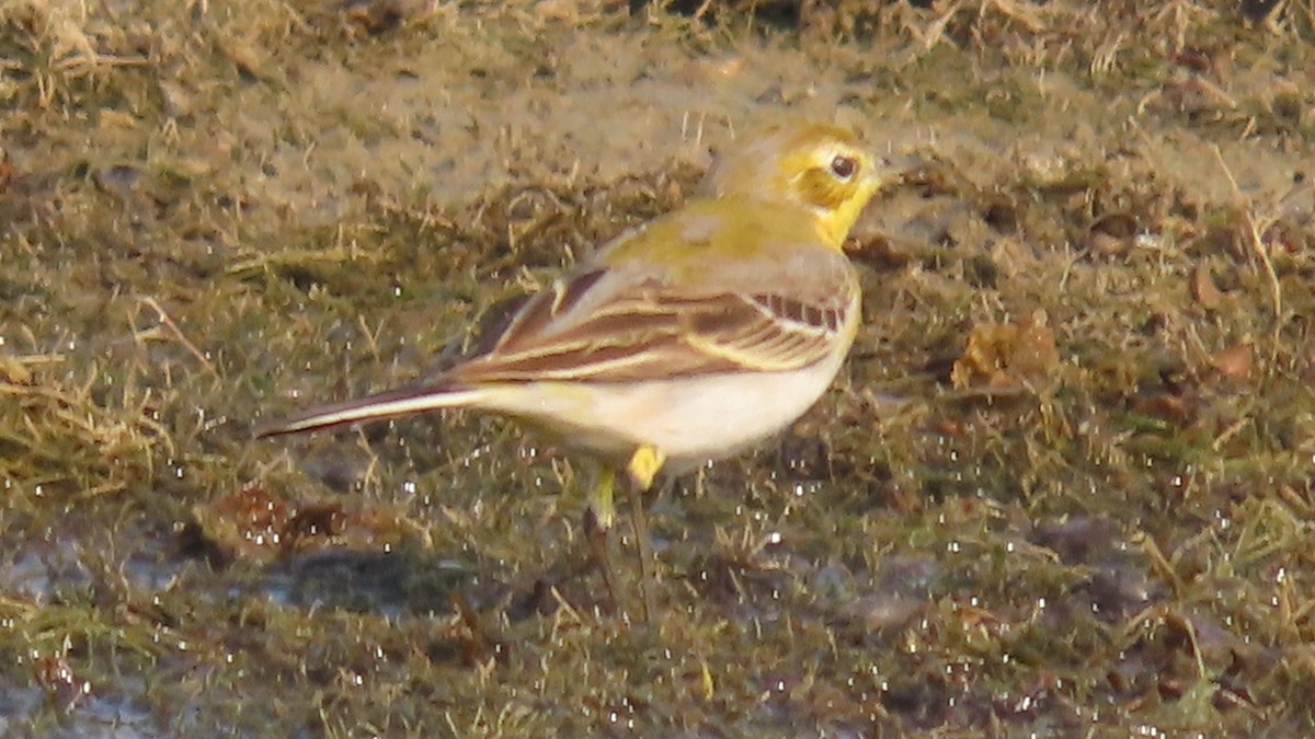 Citrine Wagtail - ML645996340