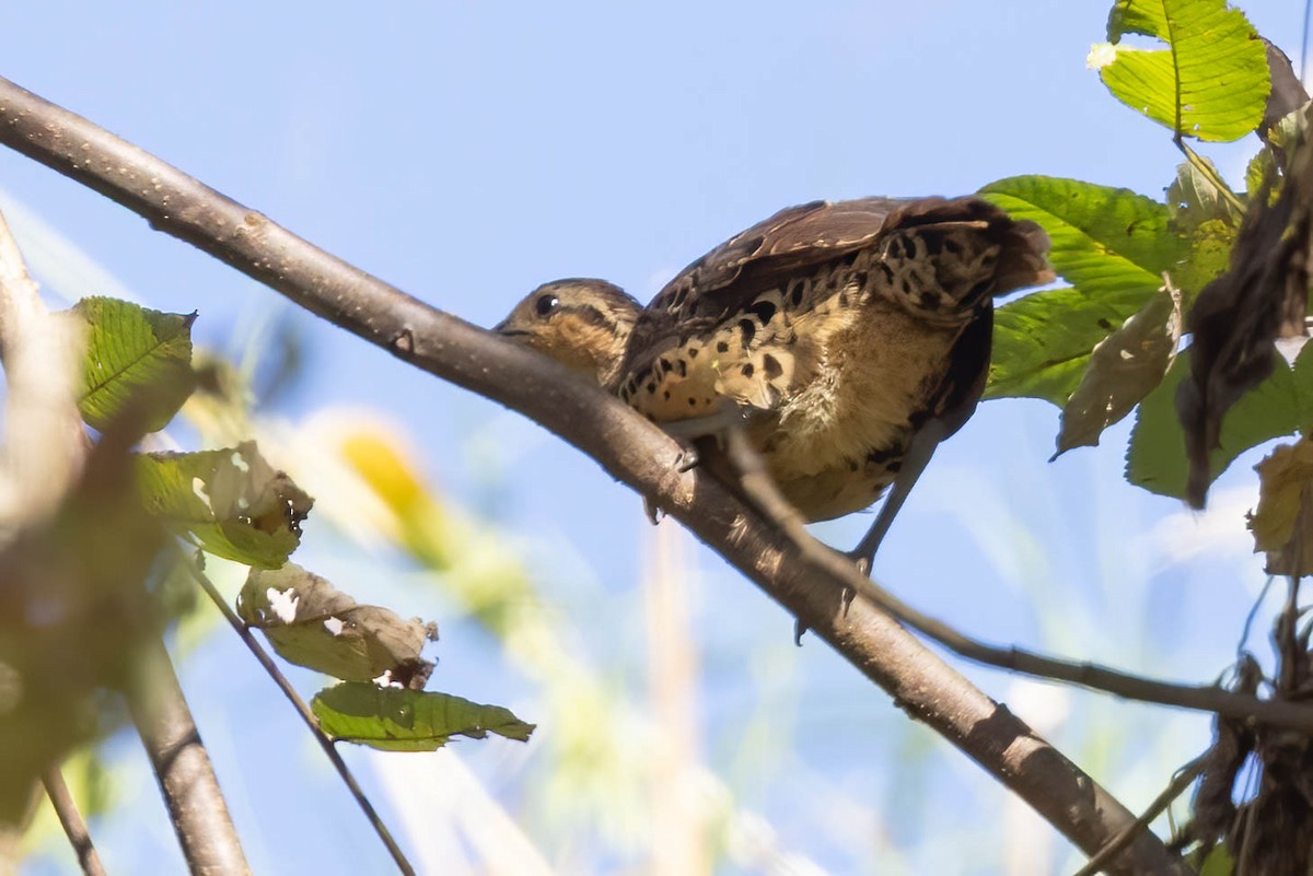Mountain Bamboo-Partridge - ML645996341
