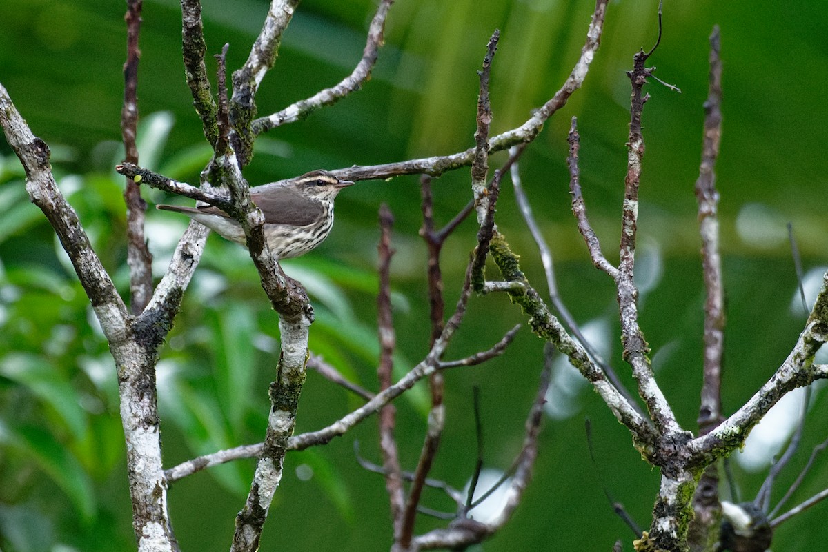 Northern Waterthrush - ML645996343