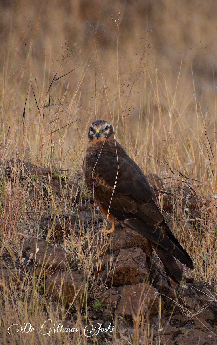 Pallid Harrier - ML645996344