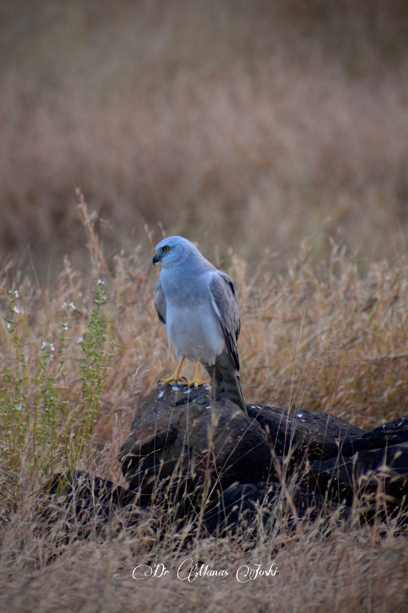Pallid Harrier - ML645996345